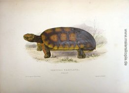 Testudo Tabulata (Chelonoidis denticulata) Testudo Tabulata (Chelonoidis denticulata)