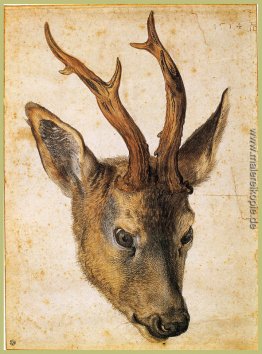 Kopf einer Stag Kopf einer Stag