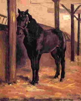 Yerres, dunkle Bay Pferd im Stall Yerres, dunkle Bay Pferd im Stall