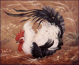 Cockerel In The Wind Cockerel In The Wind