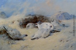 Ptarmigan Schutz suchen Ptarmigan Schutz suchen