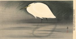 Kleine Silberreiher Kleine Silberreiher