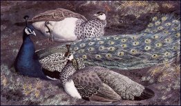 Peacock Consorts Peacock Consorts