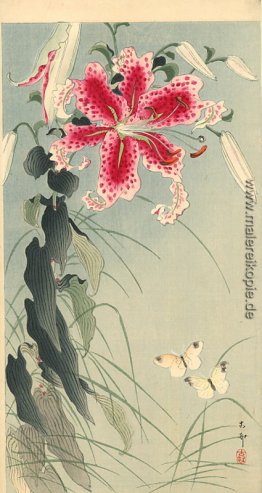 Lily und Schmetterlinge Lily und Schmetterlinge