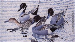 Courting Pintails Courting Pintails