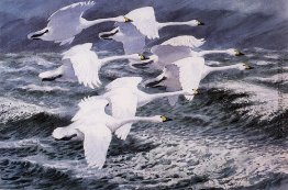 Berwick Swans Berwick Swans