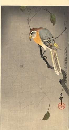 Das Spinnennetz Das Spinnennetz