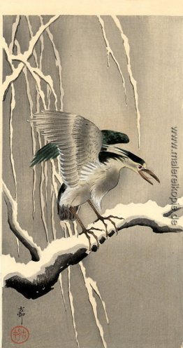 Nachtreiher auf einem schneebedeckten Zweig Nachtreiher auf einem schneebedeckten Zweig