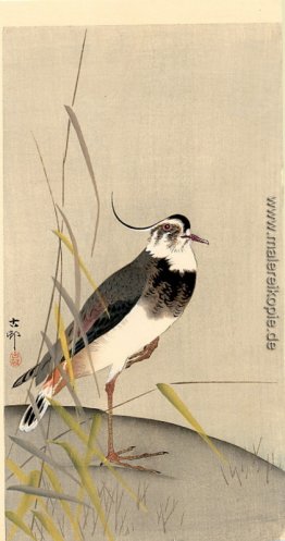 Bachstelze Bachstelze