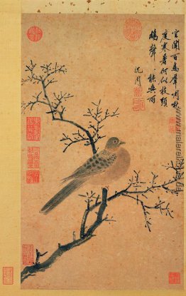 Turtledove Aufruf für Regen Turtledove Aufruf für Regen