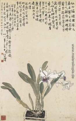 Cattleya Cattleya