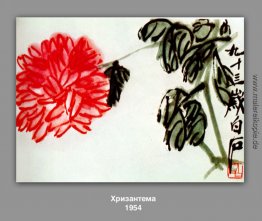 Chrysantheme Chrysantheme