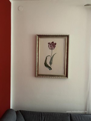 Tulpe