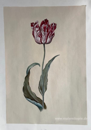 Tulpe