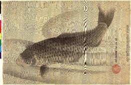 Grau-Karpfen im Wasser Grau-Karpfen im Wasser