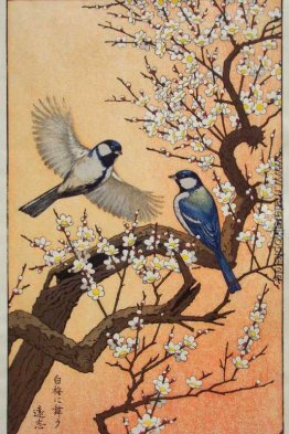 Vögel der Jahreszeiten - Frühling Vögel der Jahreszeiten - Frühling
