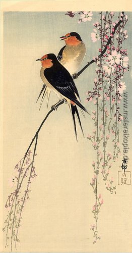 Schwalben mit Kirschblüte Schwalben mit Kirschblüte