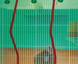 Orang-Utan Derrière la grille Orang-Utan Derrière la grille