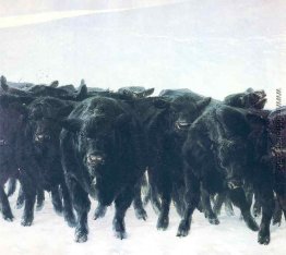 Angus Angus