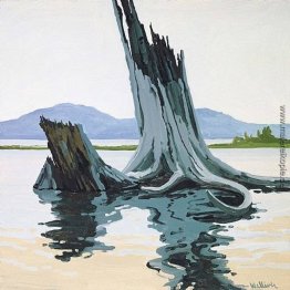 Stumps und Allagash Stumps und Allagash