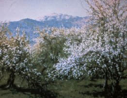 Verlassene Orchard Verlassene Orchard